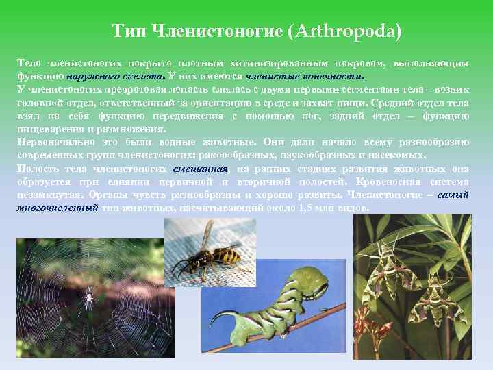 Тип Членистоногие (Arthropоda) Тело членистоногих покрыто плотным хитинизированным покровом, выполняющим функцию наружного скелета. У