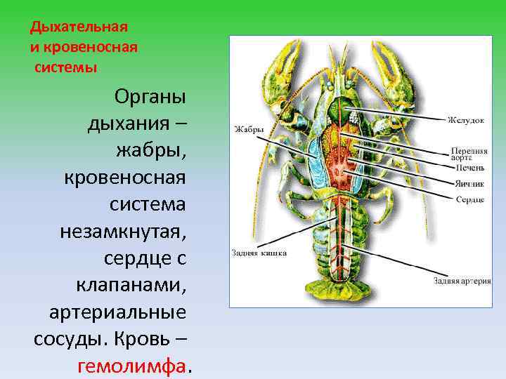 Дыхательная и кровеносная системы Органы дыхания – жабры, кровеносная система незамкнутая, сердце с клапанами,