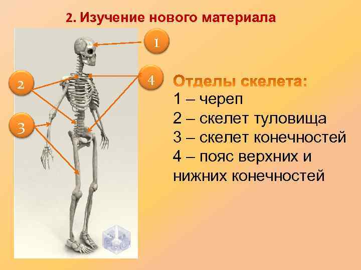 2. Изучение нового материала 1 2 3 4 1 – череп 2 – скелет
