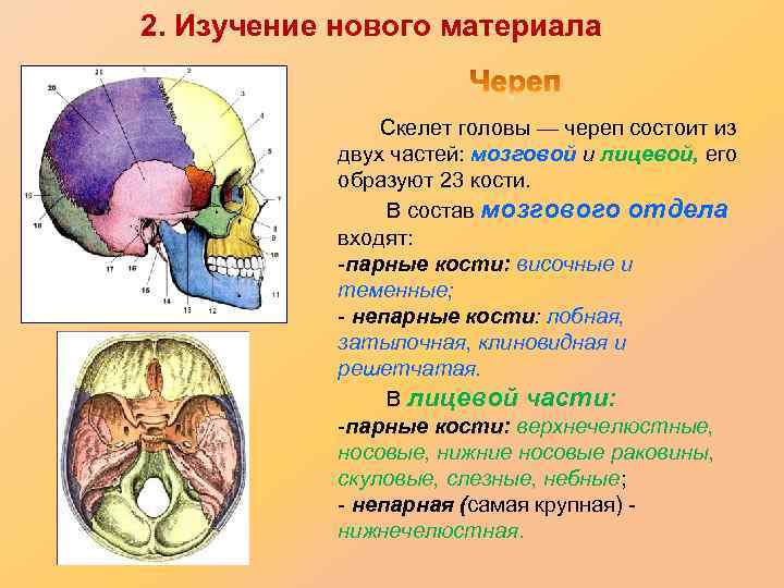 2. Изучение нового материала Скелет головы — череп состоит из двух частей: мозговой и