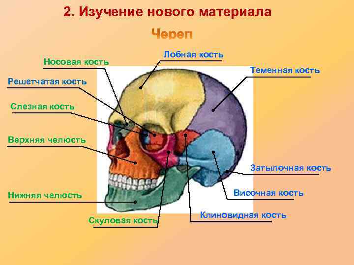 2. Изучение нового материала Носовая кость Лобная кость Теменная кость Решетчатая кость Слезная кость