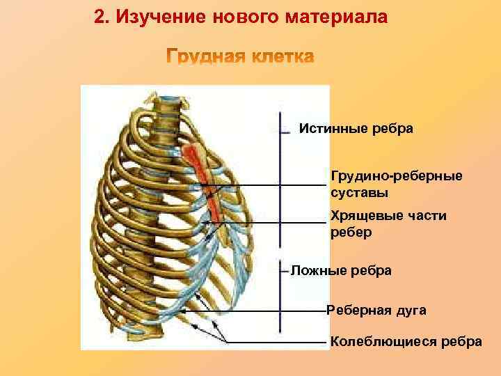 2. Изучение нового материала Истинные ребра Грудино-реберные суставы Хрящевые части ребер Ложные ребра Реберная