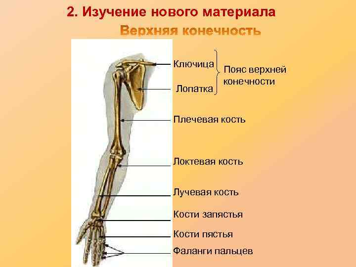 2. Изучение нового материала Ключица Лопатка Пояс верхней конечности Плечевая кость Локтевая кость Лучевая