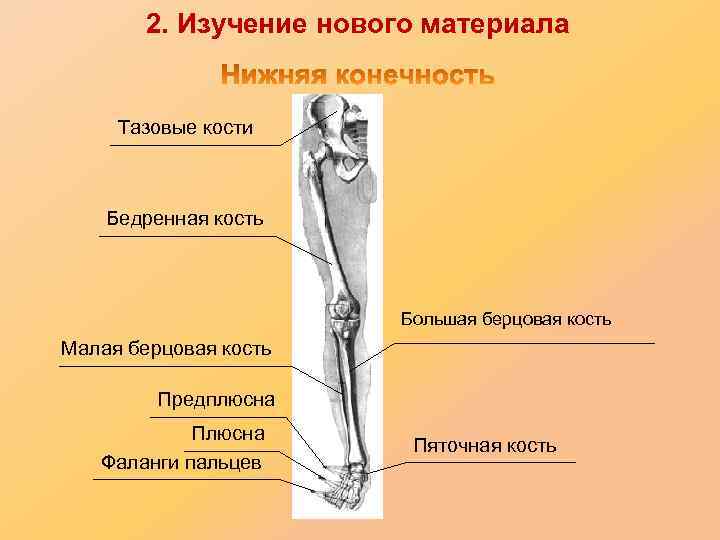 2. Изучение нового материала Тазовые кости Бедренная кость Большая берцовая кость Малая берцовая кость