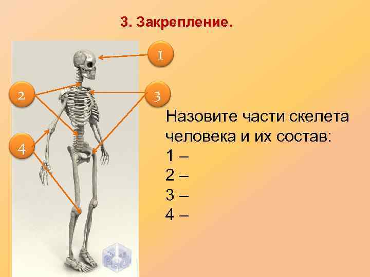 3. Закрепление. 1 2 4 3 Назовите части скелета человека и их состав: 1