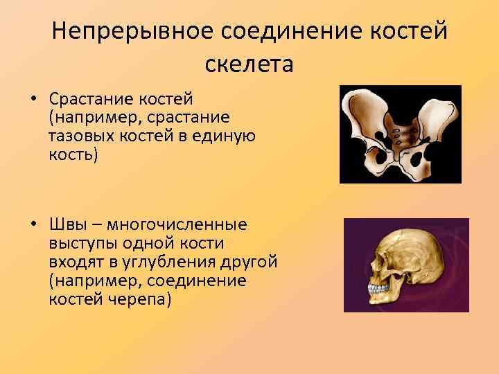 Непрерывное соединение костей скелета • Срастание костей (например, срастание тазовых костей в единую кость)