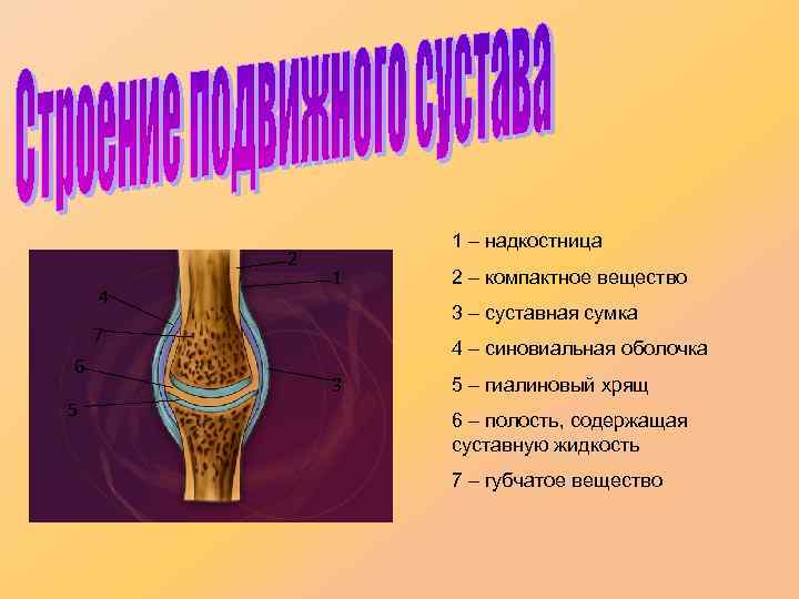 2 4 1 – надкостница 1 3 – суставная сумка 7 6 5 2