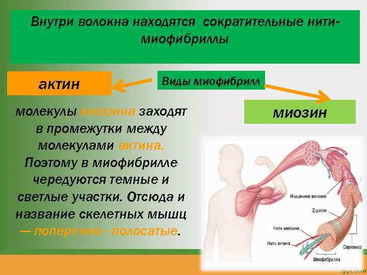 Внутри волокна находятся сократительные нитимиофибриллы актин Виды миофибрилл молекулы миозина заходят в промежутки между