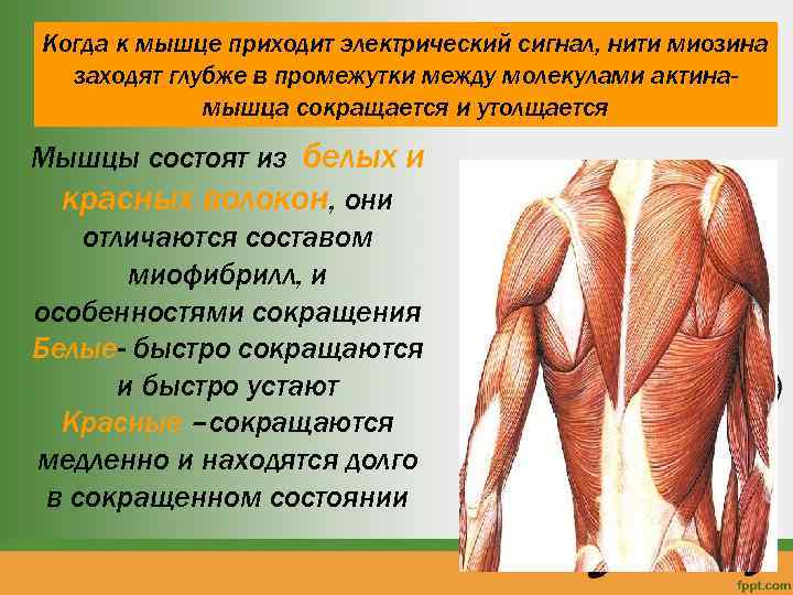 Когда к мышце приходит электрический сигнал, нити миозина заходят глубже в промежутки между молекулами