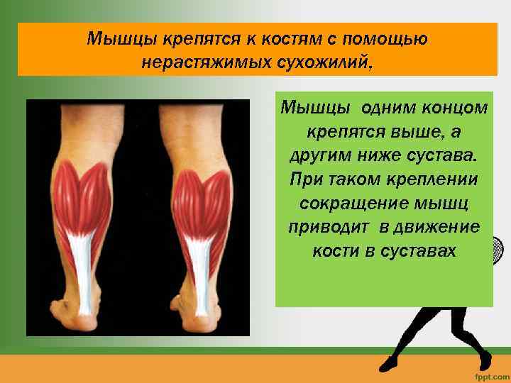 Мышцы крепятся к костям с помощью нерастяжимых сухожилий, Мышцы одним концом крепятся выше, а