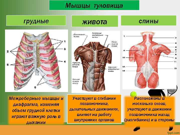 Мышцы туловища грудные живота спины Межреберные мышцы и диафрагма, изменяя объем грудной клетки играют