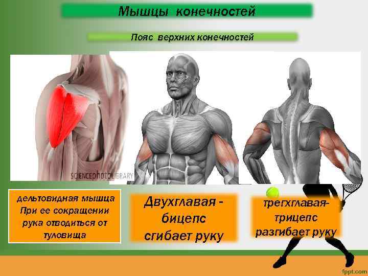 Мышцы конечностей Пояс верхних конечностей дельтовидная мышца При ее сокращении рука отводиться от туловища