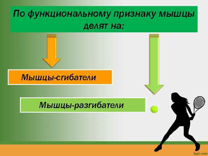 По функциональному признаку мышцы делят на: Мышцы-сгибатели Мышцы-разгибатели 