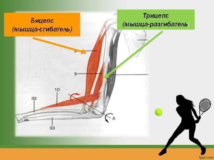 Бицепс (мышца-сгибатель) Трицепс (мышца-разгибатель) 