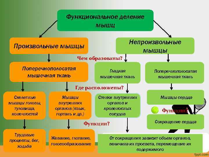 Функциональное деление мышц Непроизвольные мышцы Произвольные мышцы Чем образованы? Поперечнополосатая мышечная ткань Гладкая мышечная