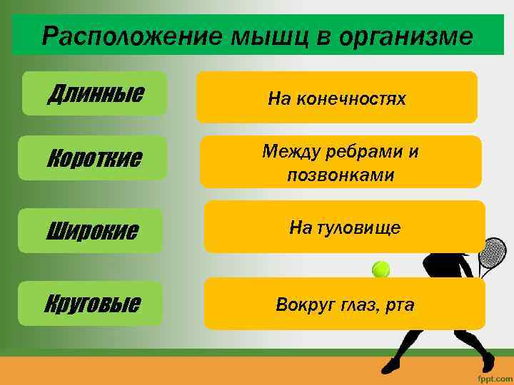 Расположение мышц в организме Длинные На конечностях Короткие Между ребрами и позвонками Широкие На