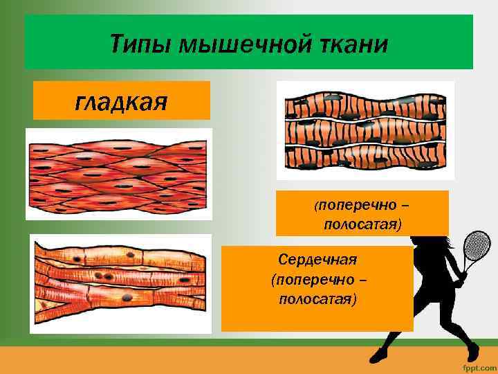 Типы мышечной ткани гладкая (поперечно – полосатая) Сердечная (поперечно – полосатая) 
