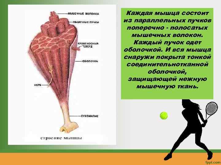 Каждая мышца состоит из параллельных пучков поперечно - полосатых мышечных волокон. Каждый пучок одет
