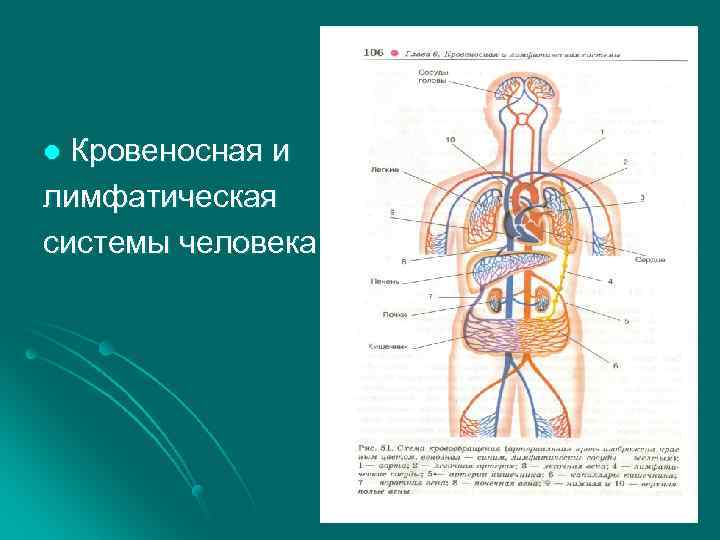 Кровеносная и лимфатическая системы человека l 