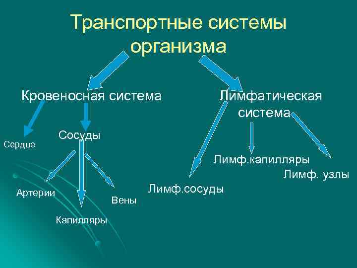 Транспортные системы организма Кровеносная система Сердце Лимфатическая система Сосуды Артерии Вены Капилляры Лимф. капилляры