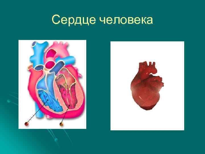 Сердце человека 