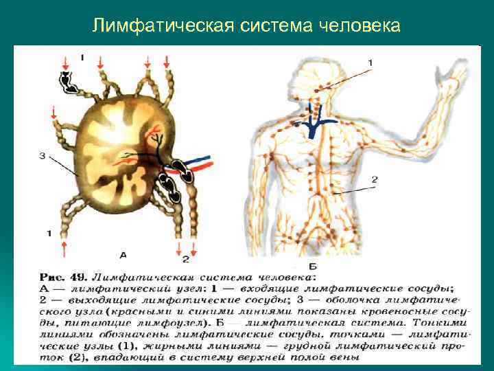 Лимфатическая система человека 