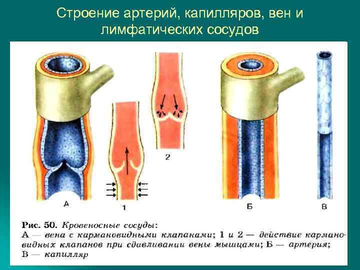 Строение артерий, капилляров, вен и лимфатических сосудов 
