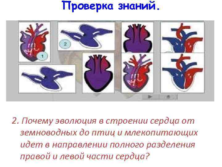 Проверка знаний. 2. Почему эволюция в строении сердца от земноводных до птиц и млекопитающих