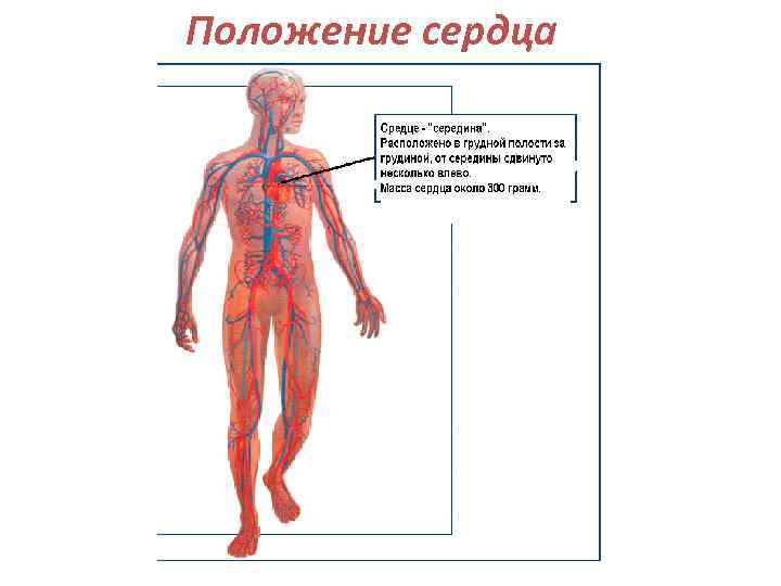 Положение сердца 