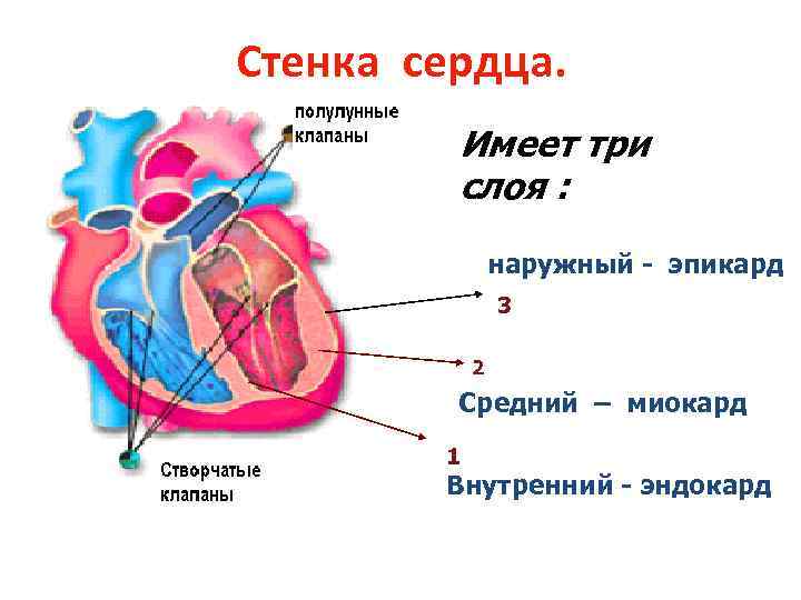 Стенка сердца. Имеет три слоя : наружный - эпикард 3 2 Средний – миокард
