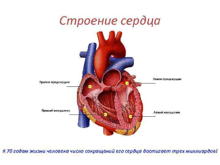 Строение сердца К 70 годам жизни человека число сокращений его сердца достигает трех миллиардов!