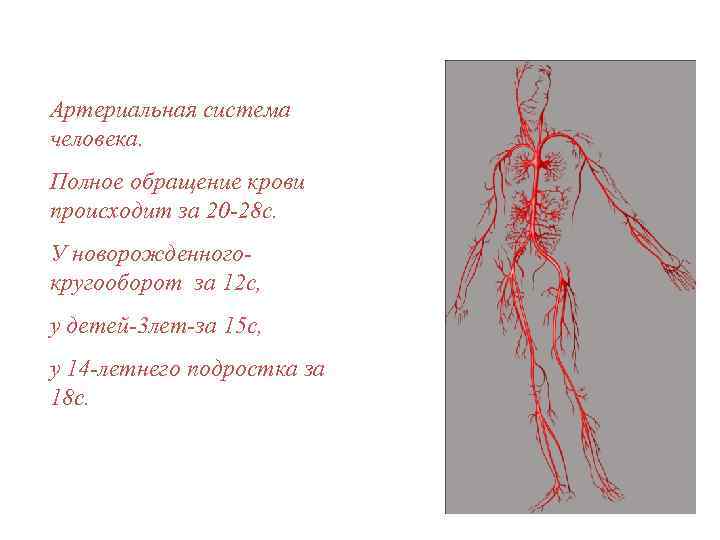 Артериальная система человека. Полное обращение крови происходит за 20 -28 с. У новорожденногокругооборот за