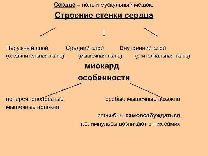 Три мышечных слоя внутренний средний и наружный образуют стенку мочеточника