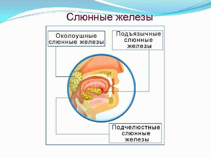 Презентация на тему пищеварение в ротовой полости 8 класс биология