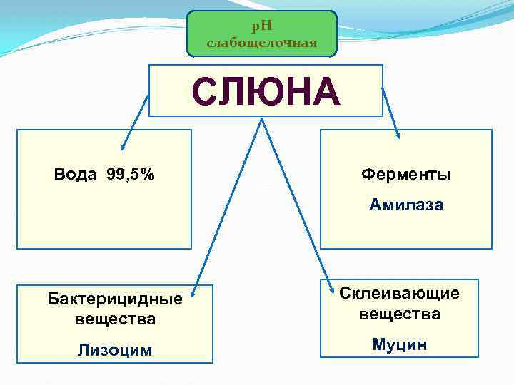 р. Н слабощелочная СЛЮНА Вода 99, 5% Ферменты Амилаза Бактерицидные вещества Склеивающие вещества Лизоцим