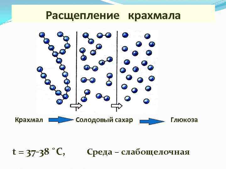 Расщепление крахмала Амилаза Крахмал Солодовый сахар t = 37 -38 ˚C, Глюкоза Среда –