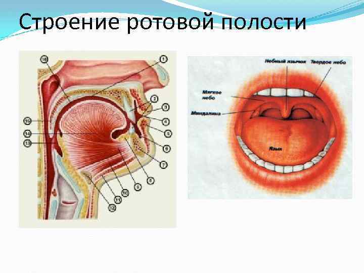 Строение ротовой полости 
