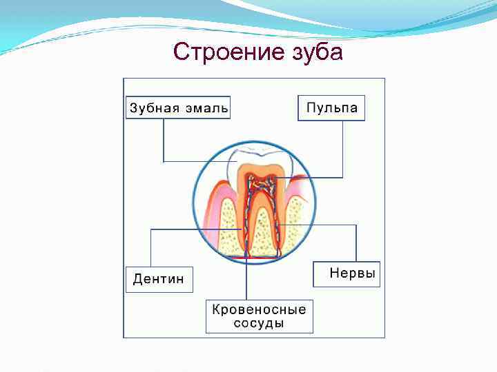 Строение зуба 