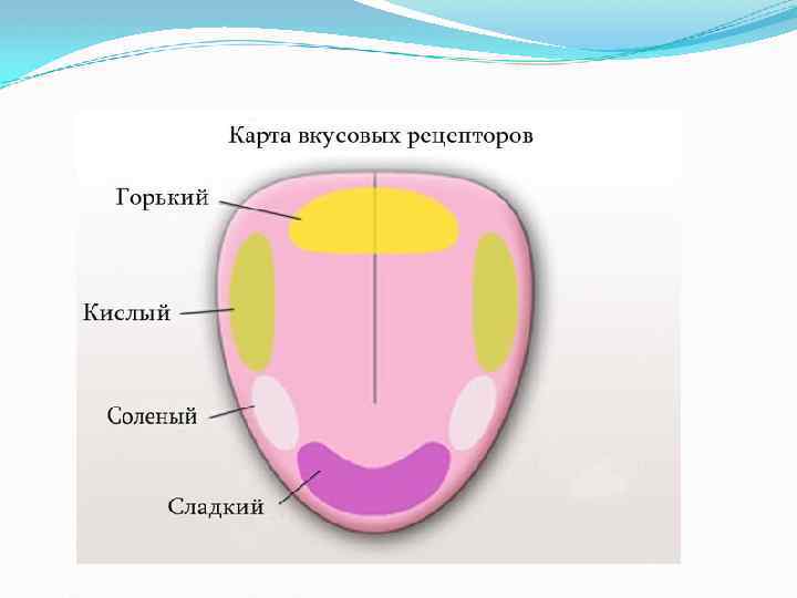 Презентация на тему пищеварение в ротовой полости 8 класс биология