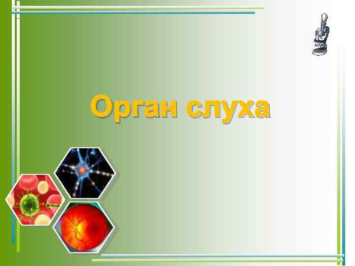 Орган слуха 