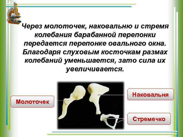 Через молоточек, наковальню и стремя колебания барабанной перепонки передается перепонке овального окна. Благодаря слуховым