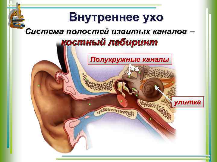 Внутреннее ухо Система полостей извитых каналов костный лабиринт Полукружные каналы улитка 