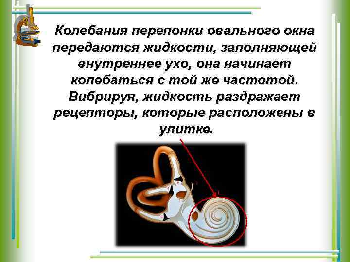 Колебания перепонки овального окна передаются жидкости, заполняющей внутреннее ухо, она начинает колебаться с той