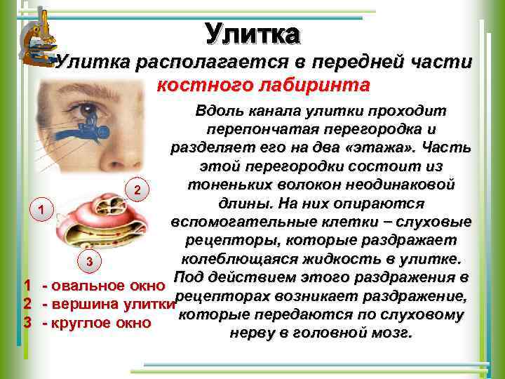 Улитка располагается в передней части костного лабиринта Вдоль канала улитки проходит перепончатая перегородка и