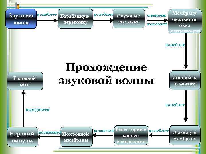 Звуковая волна колеблет Барабанную перепонку колеблет Слуховые косточки стремечко колеблет Мембрану овального окна (внутреннее