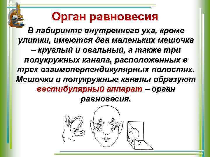 Орган равновесия В лабиринте внутреннего уха, кроме улитки, имеются два маленьких мешочка круглый и