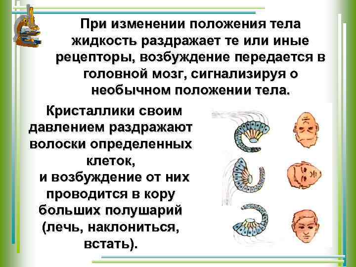 При изменении положения тела жидкость раздражает те или иные рецепторы, возбуждение передается в головной