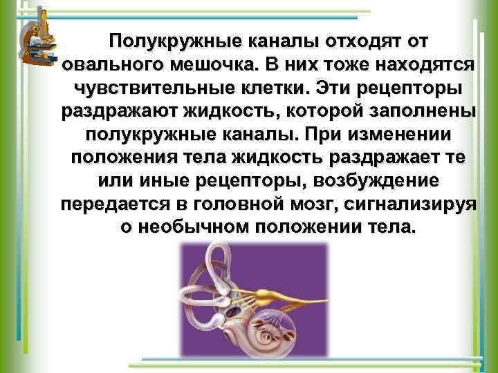 Полукружные каналы отходят от овального мешочка. В них тоже находятся чувствительные клетки. Эти рецепторы