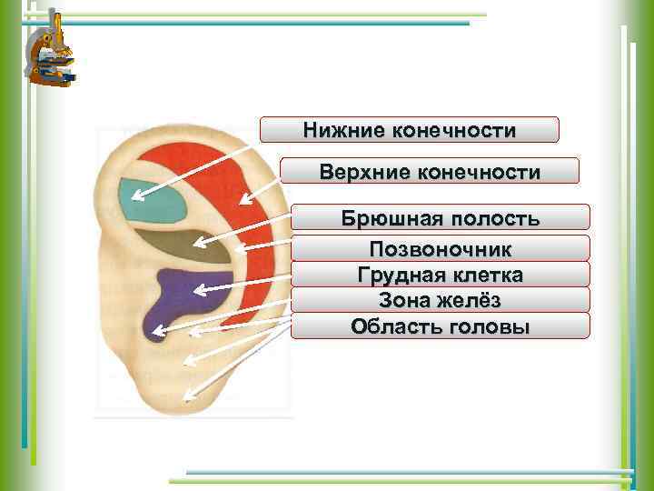 Нижние конечности Верхние конечности Брюшная полость Позвоночник Грудная клетка Зона желёз Область головы 