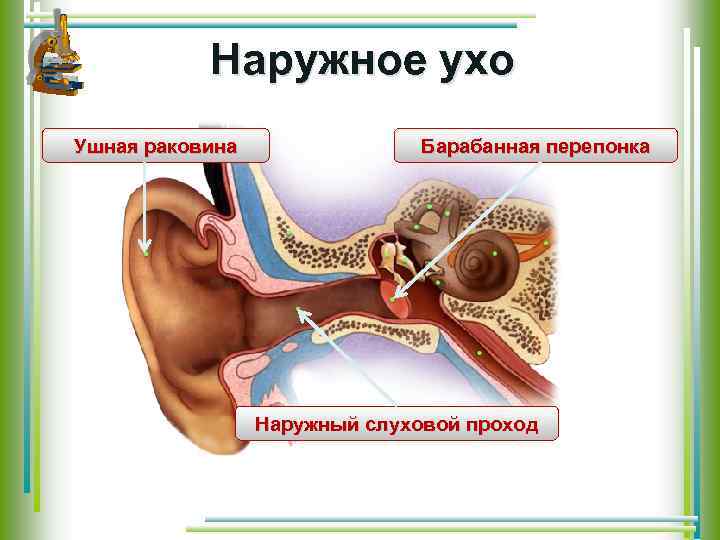 Наружное ухо Ушная раковина Барабанная перепонка Наружный слуховой проход 